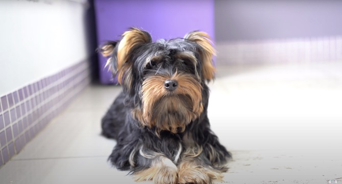 Dog Yorkie