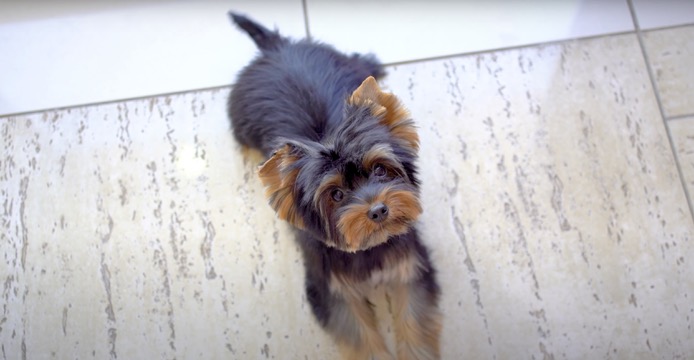 Dog Yorkie